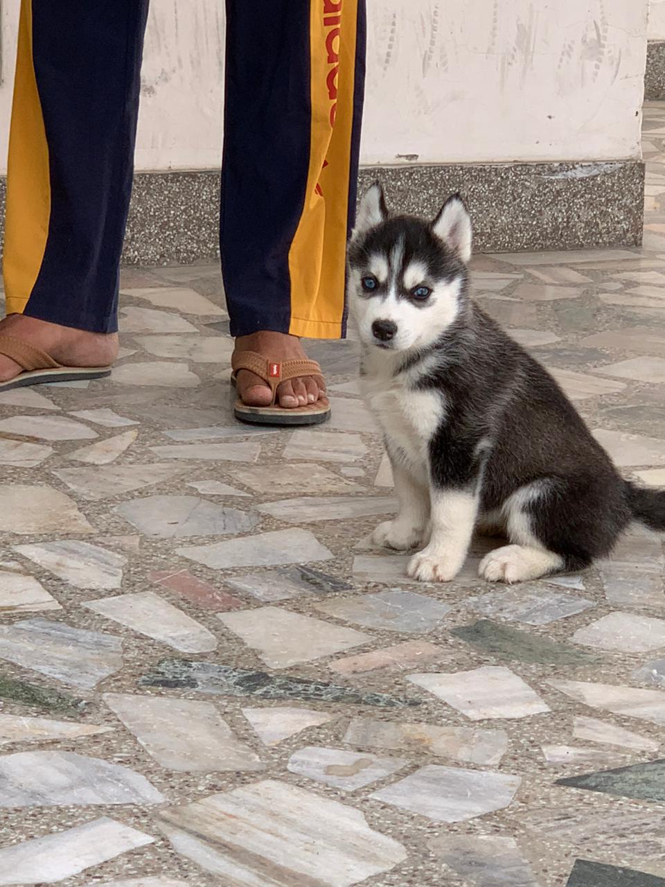 SHIVAYA PET SHOP  image