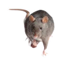 Pest Control Services image