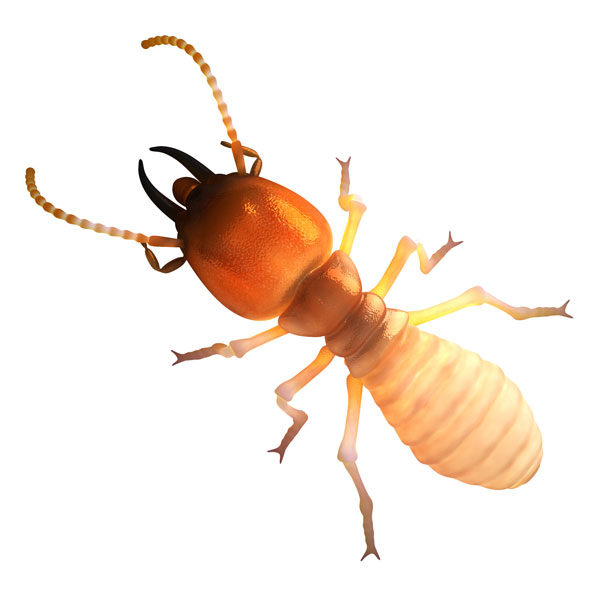 Pest Control Services image