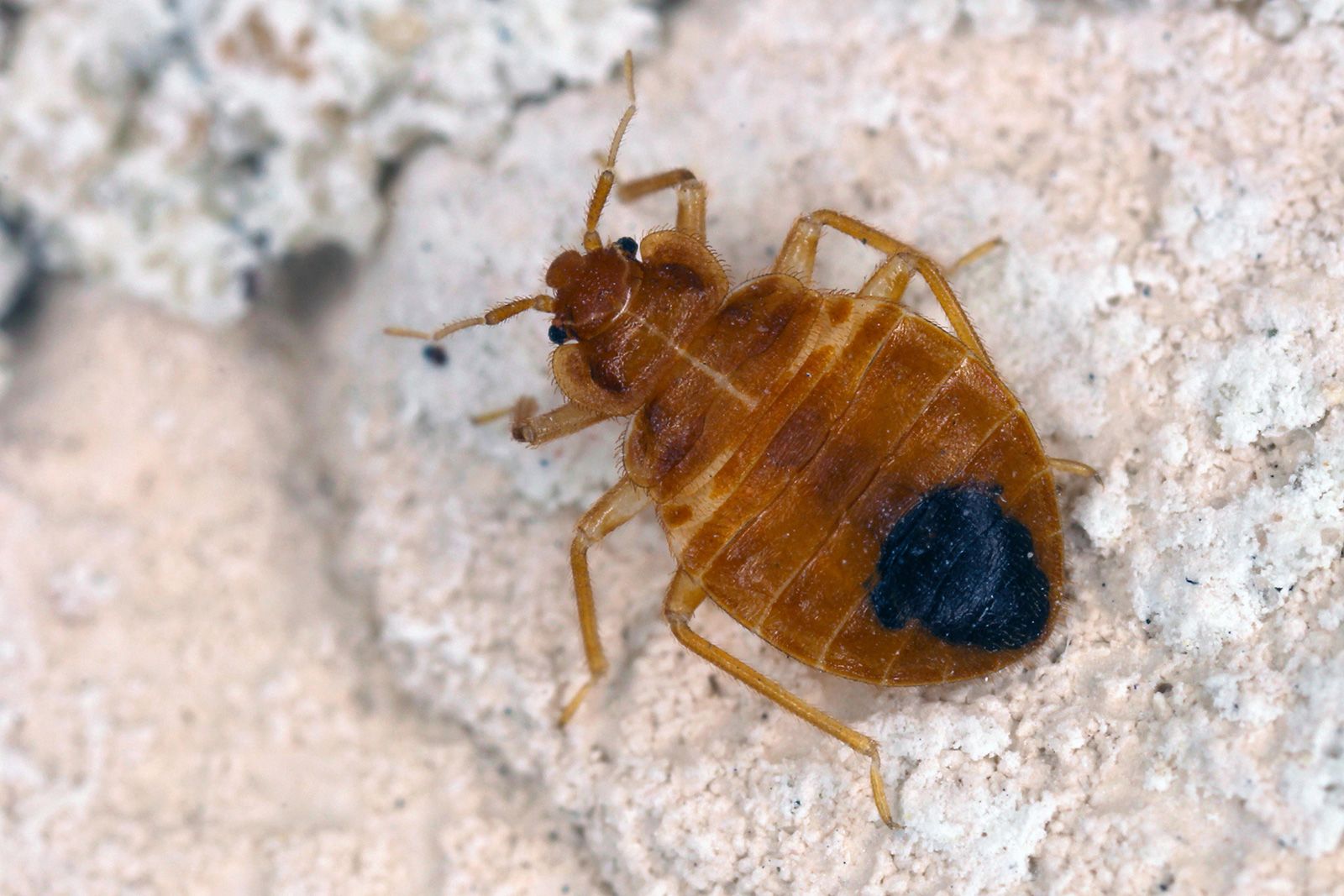 Pest Control Services image
