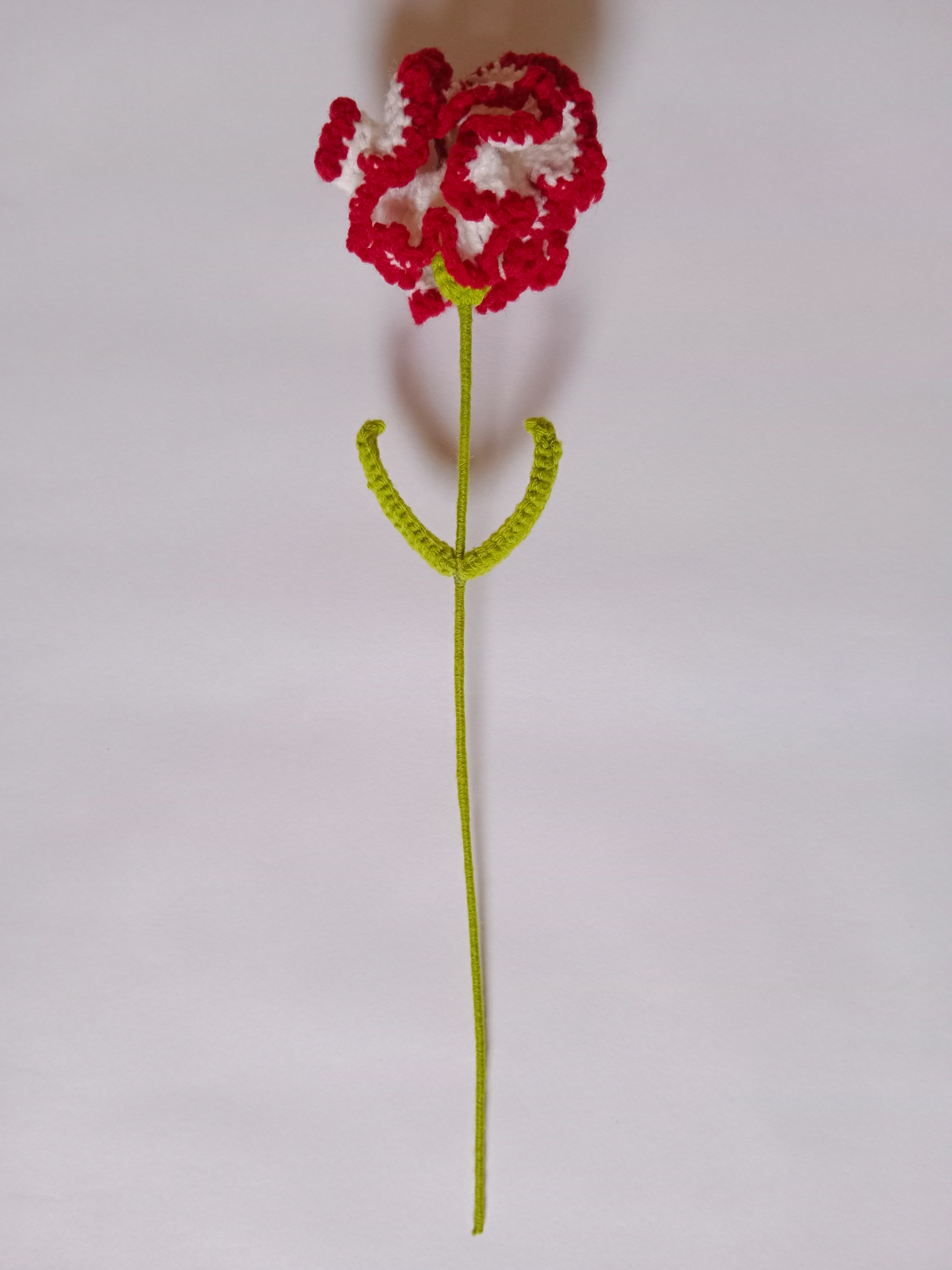 Crochet Woollen (Red/White) Carnation Flower image