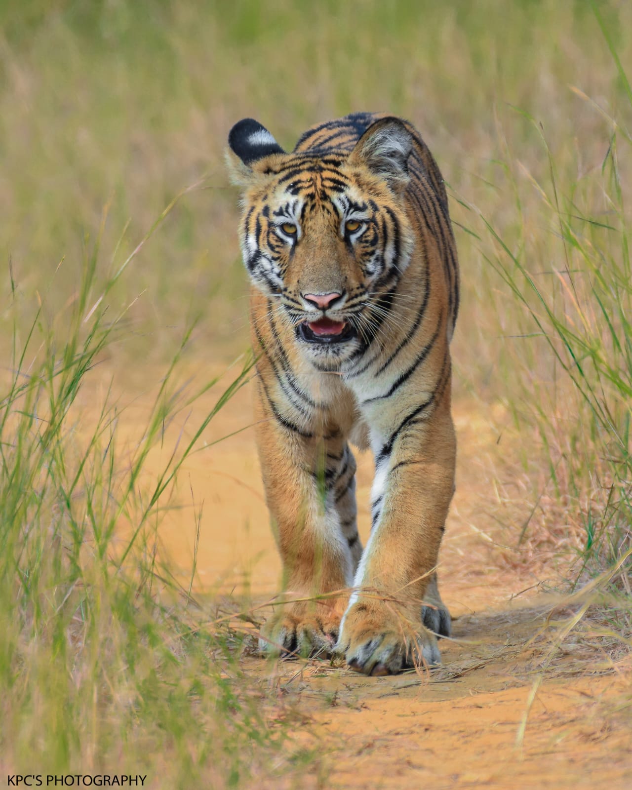 AMZ Cabs - Nagpur - Tadoba Pench Cab Service | Taxi Service in Nagpur image