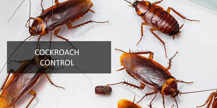 Cockroach Control  image