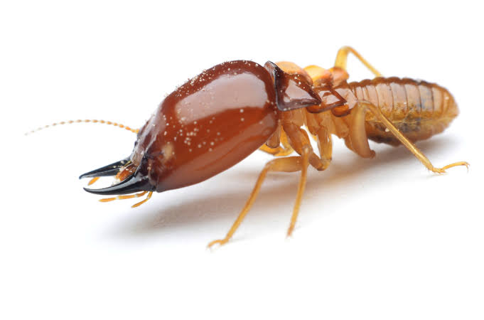 Anti termite  image