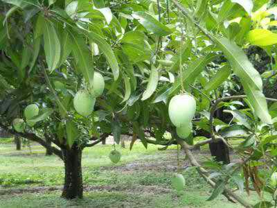 AAMRAPALI MANGO LIVE PLANT image