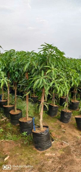 AAMRAPALI MANGO LIVE PLANT image