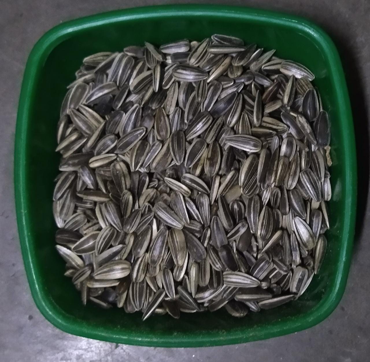 Sunflower seed  image