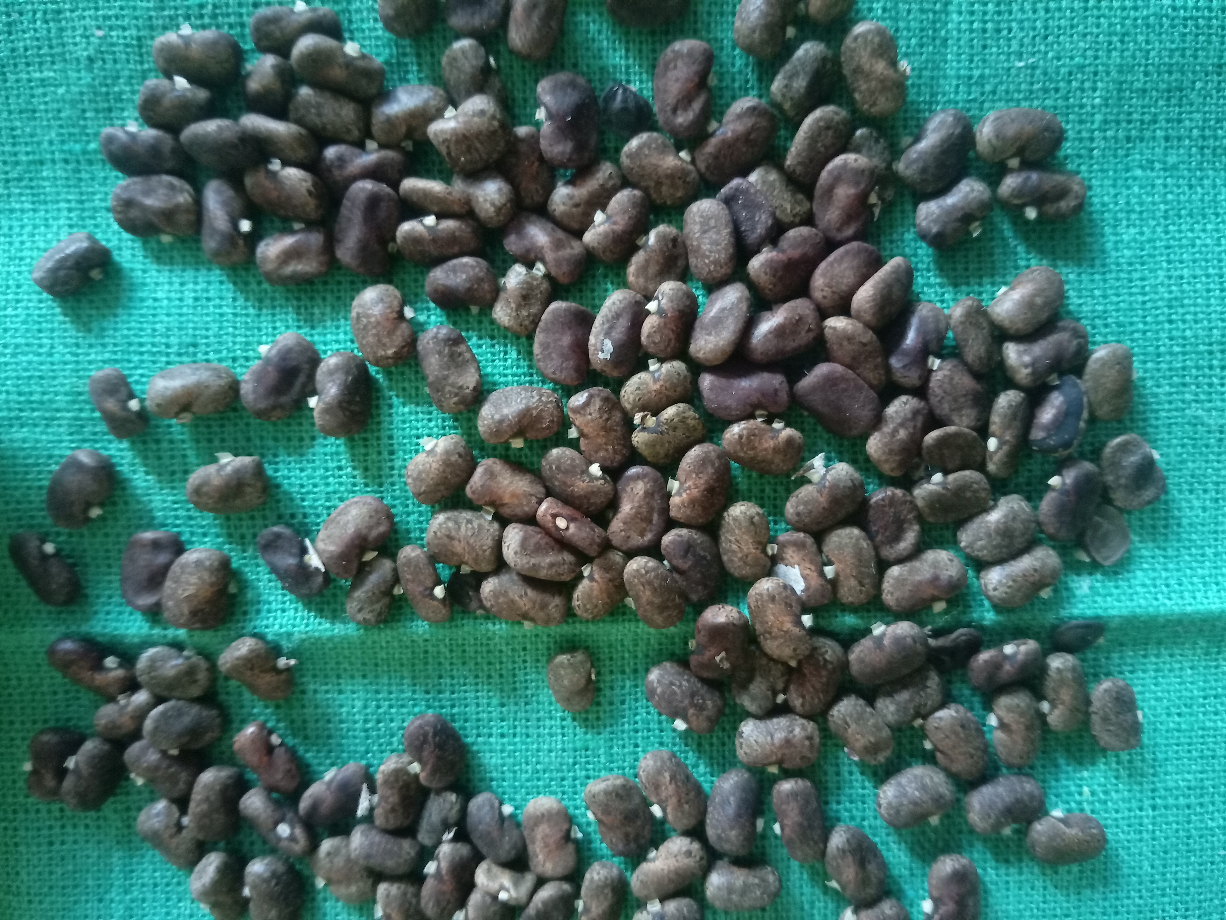 Aparajita Flower Seed (10 pcs) image