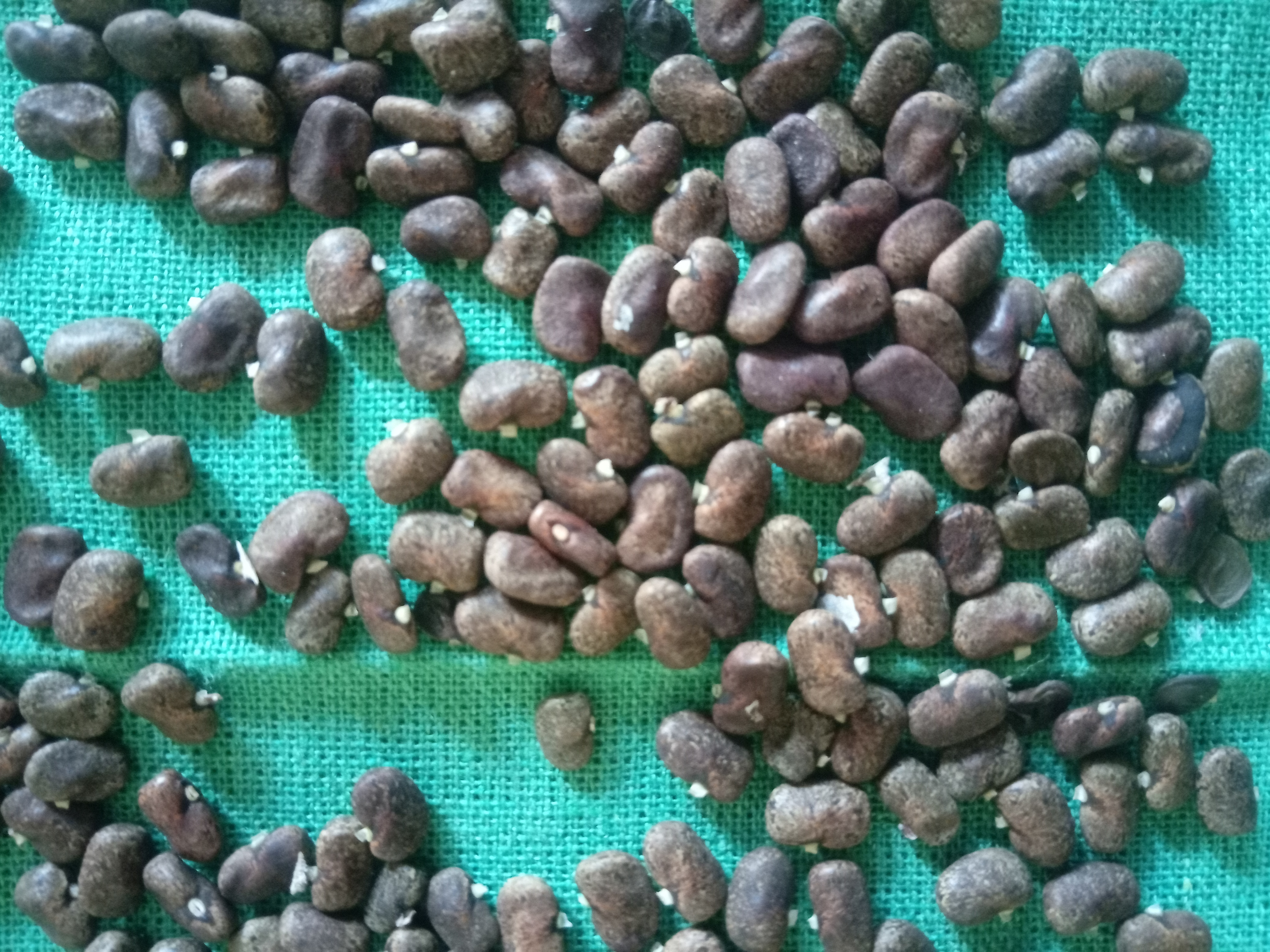 Aparajita Flower Seed (10 pcs) image