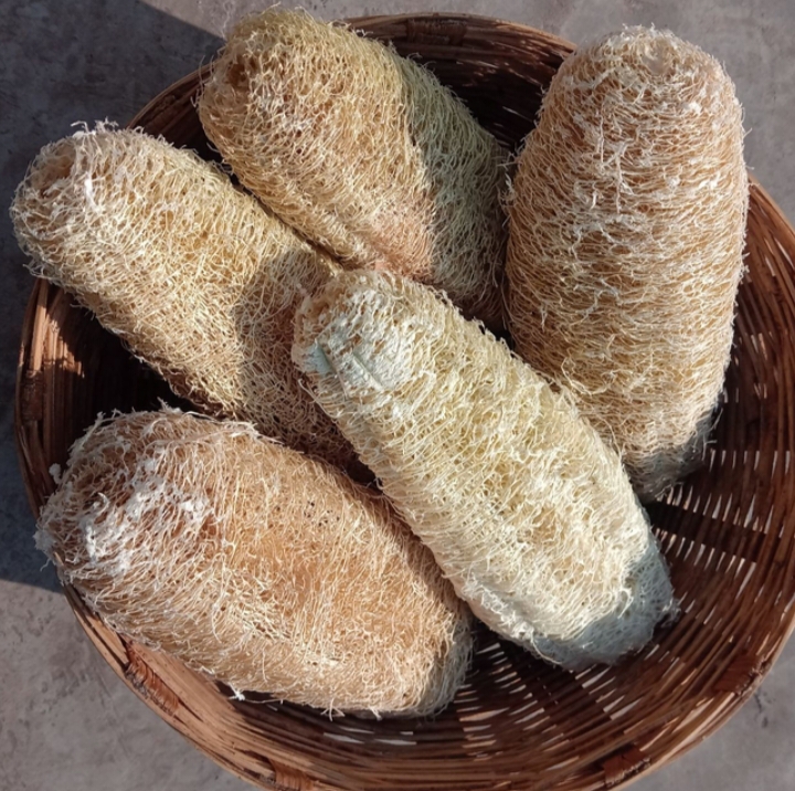 Natural Loofa image