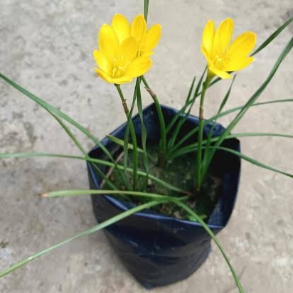 Yellow Rain Lily Seeds (10 Pcs) image