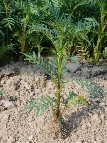 Marigold Plant Sampling 1 pc image