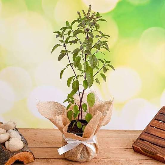 Tulsi Plant image