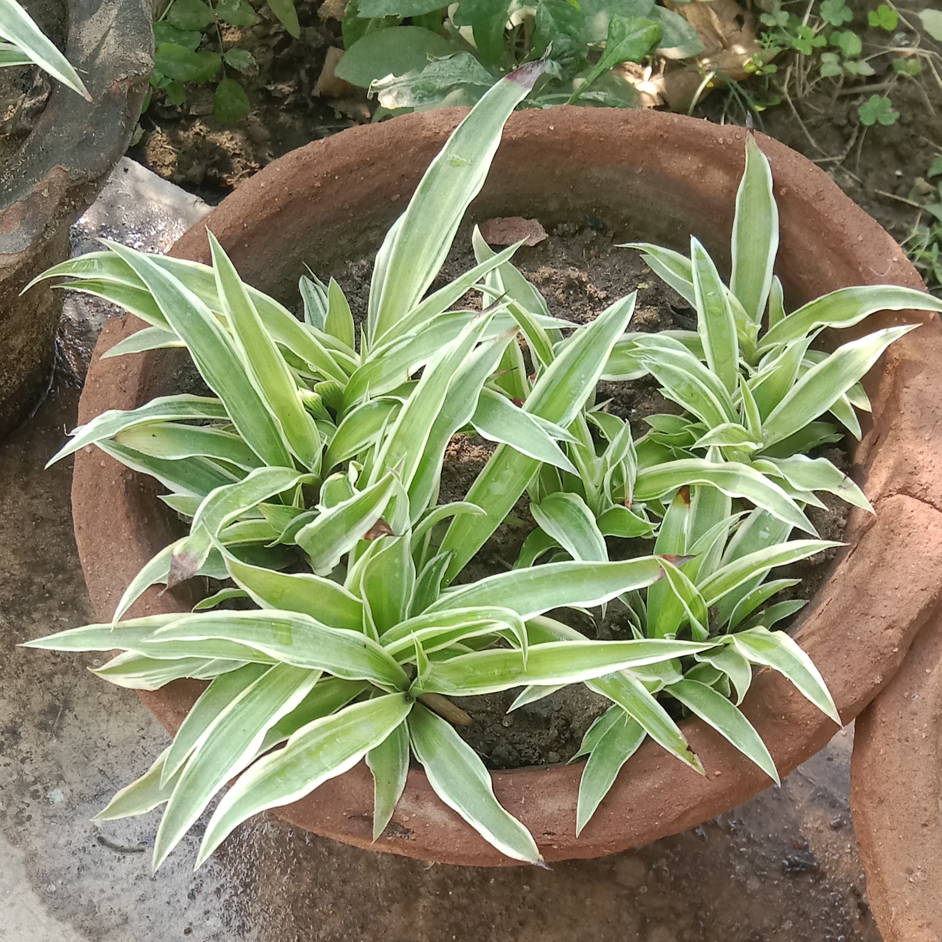 Dracaena Sapling Plant image