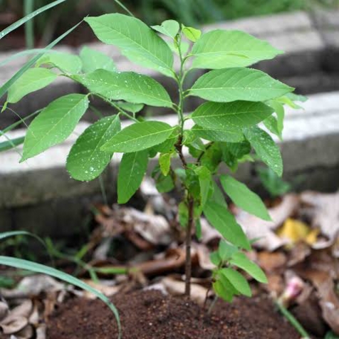 Custard Apple Sampling Plant image