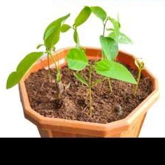 Custard Apple Sampling Plant image