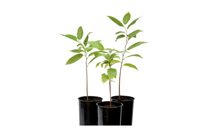 Custard Apple Sampling Plant image