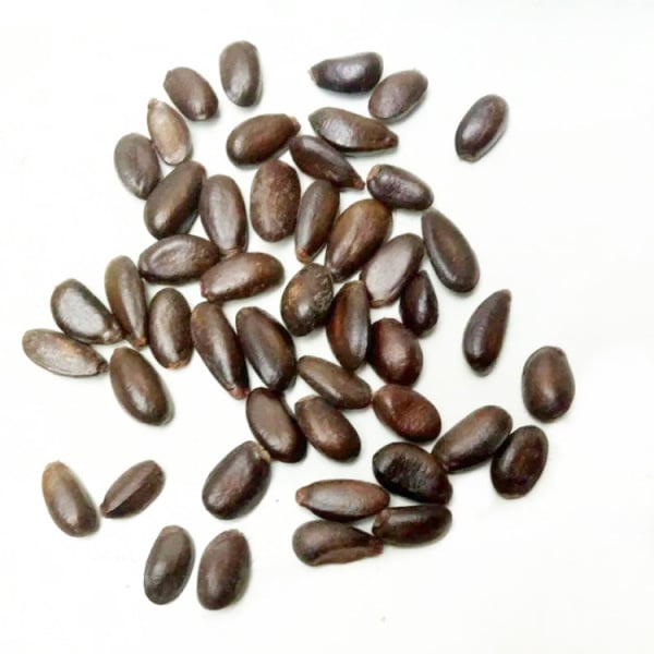 Custard Apple Seed (10 pcs) image