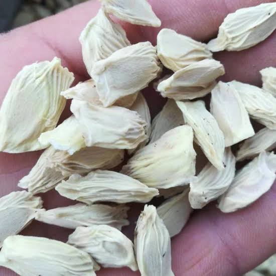 Pomelo Seed (10 pcs) image
