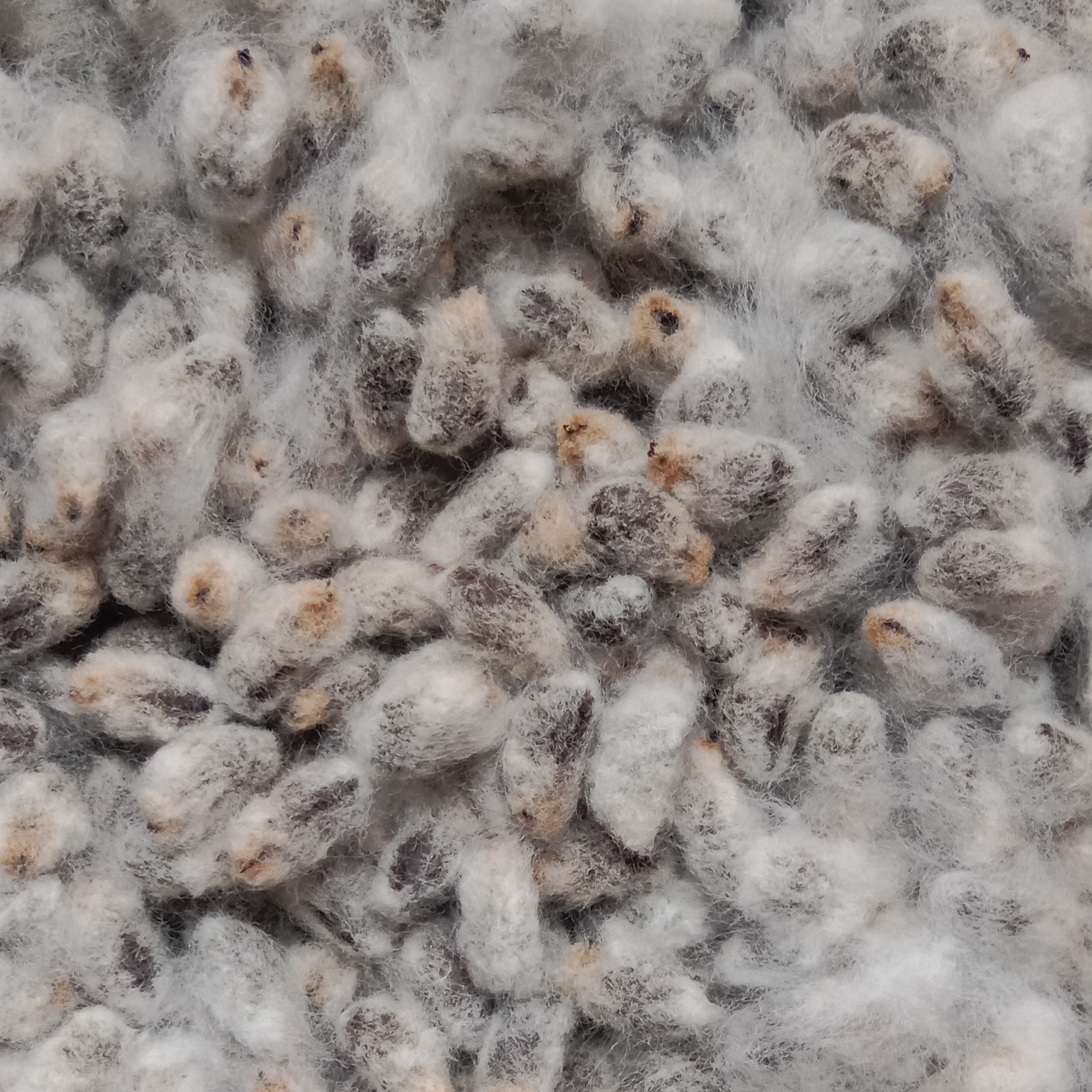 Cotton Seed (5 pcs) image