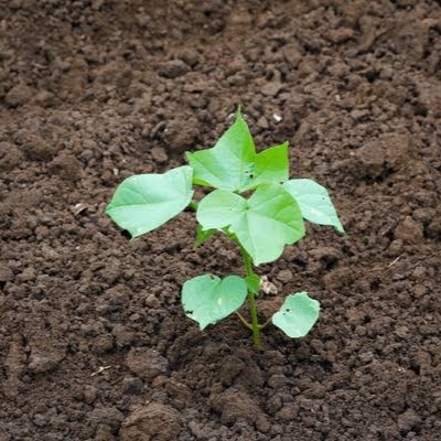 Cotton Plant image