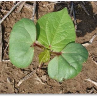 Cotton Plant image