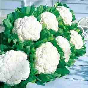 Cauliflower (फुल गोभी) 1KG image