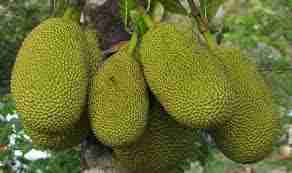 Kathal ( KATHAL ) 1Kg image