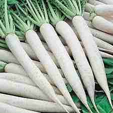 REDISH ( मूली ) 1Kg image
