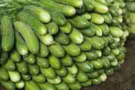 Kheera ( खीरा ) 1Kg image
