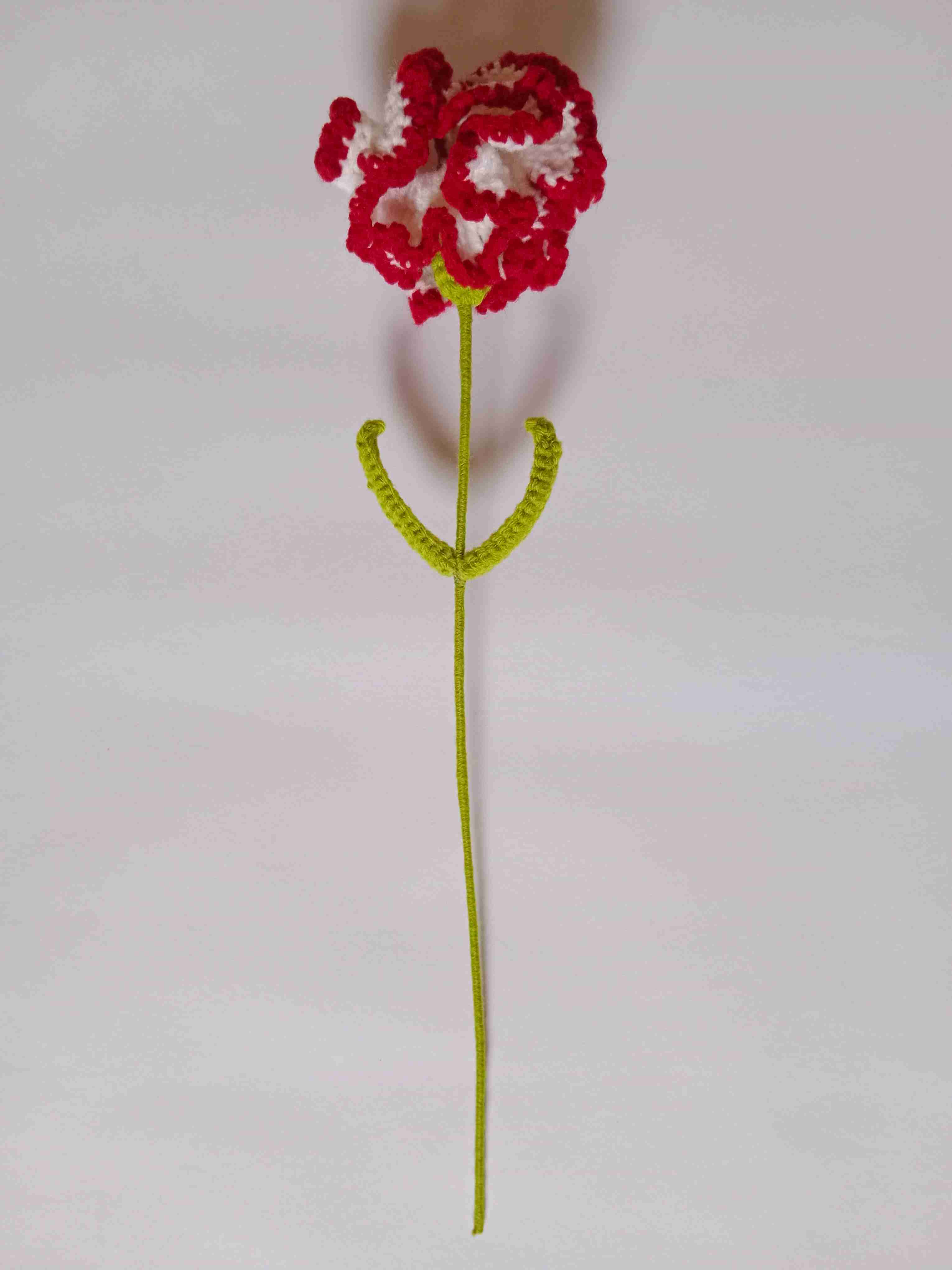 Crochet Woollen (Red/White) Carnation Flower