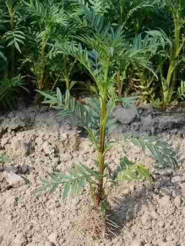 Marigold Plant Sampling 1 pc