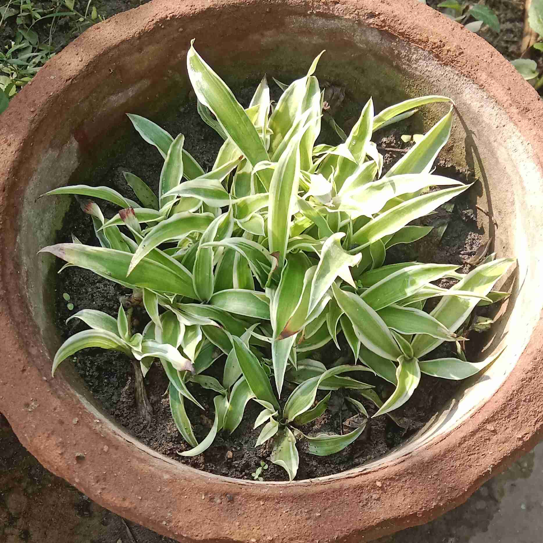 Dracaena Sapling Plant