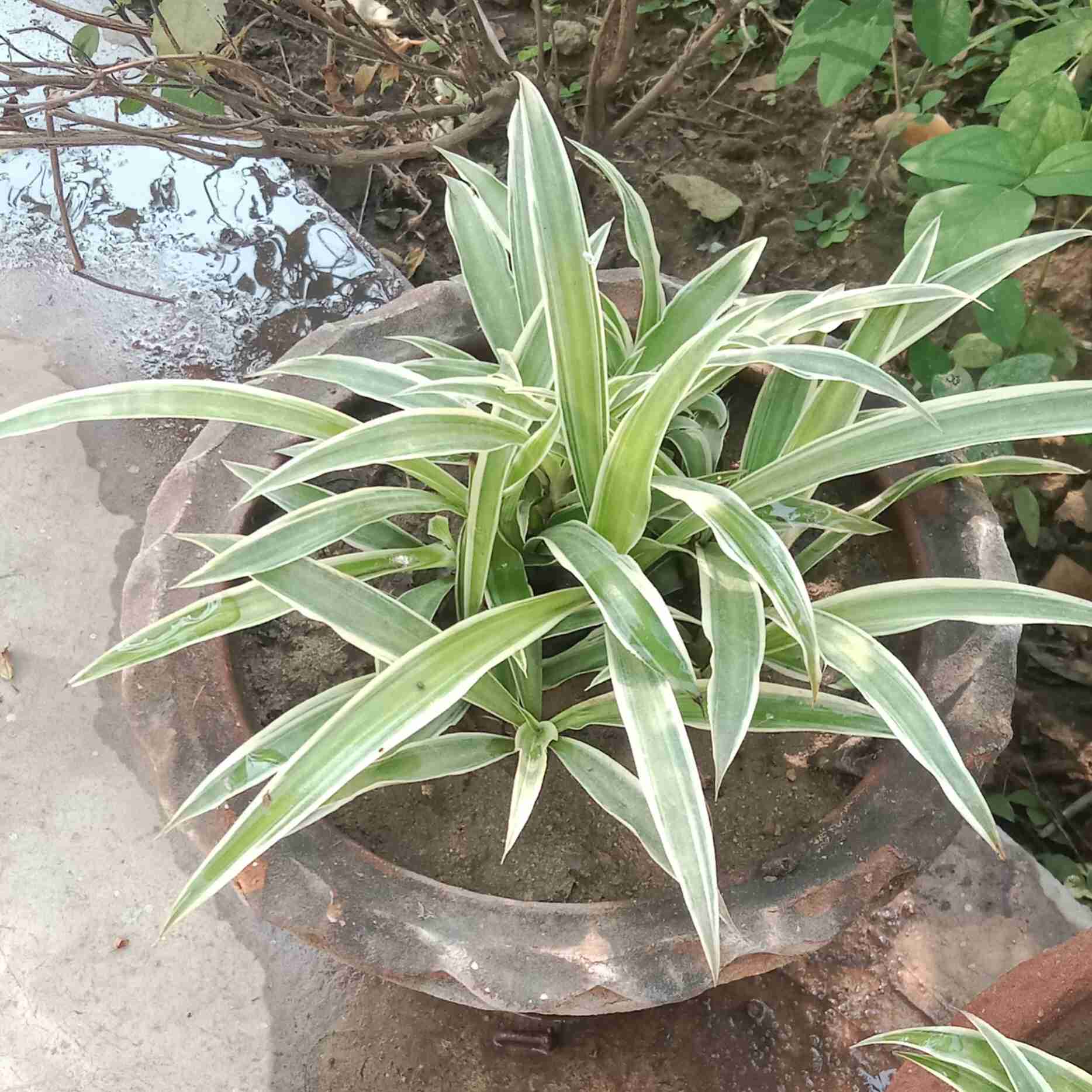 Dracaena Sapling Plant image