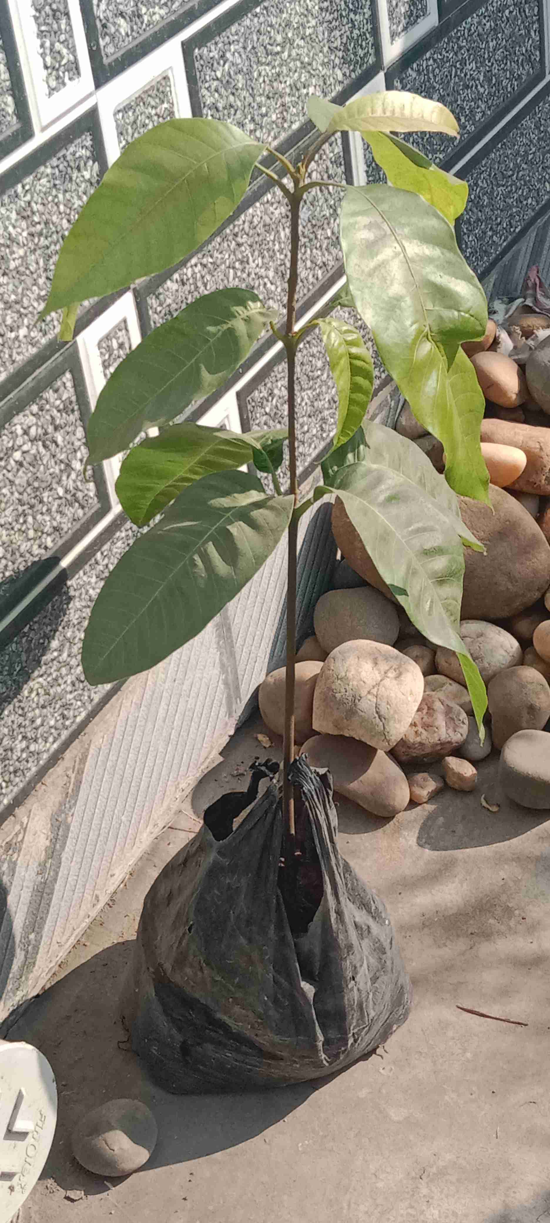 Mango Plant
