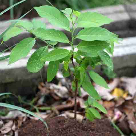 Custard Apple Sampling Plant