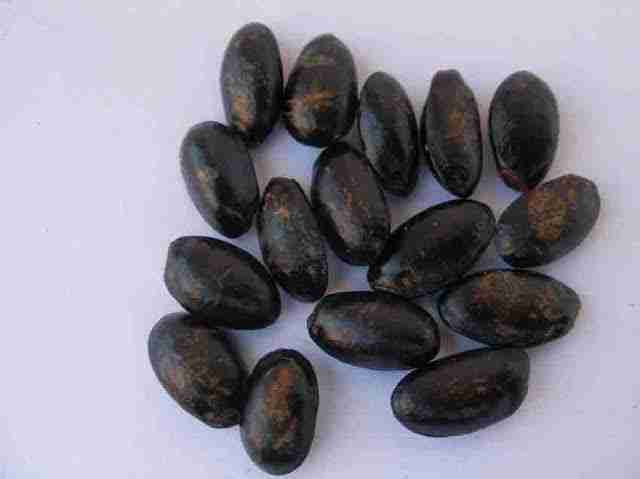 Custard Apple Seed (10 pcs)