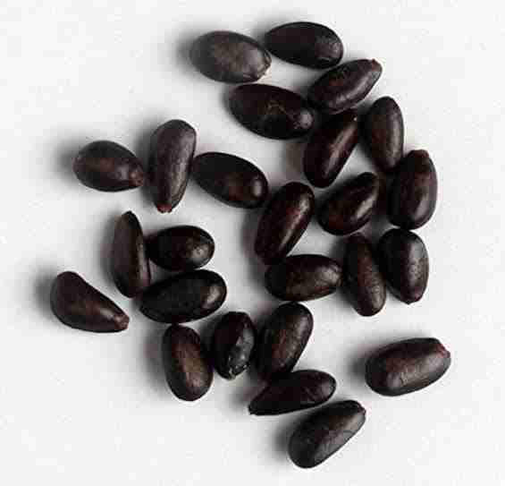 Custard Apple Seed (10 pcs) image