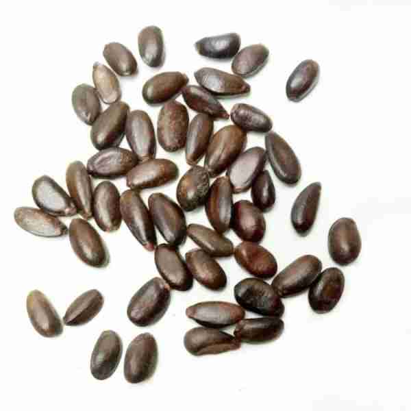 Custard Apple Seed (10 pcs) image