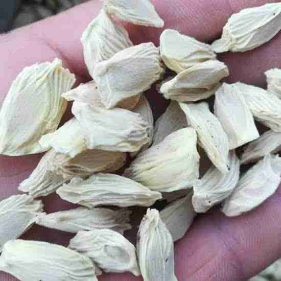 Pomelo Seed (10 pcs)