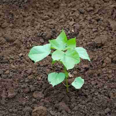 Cotton Plant