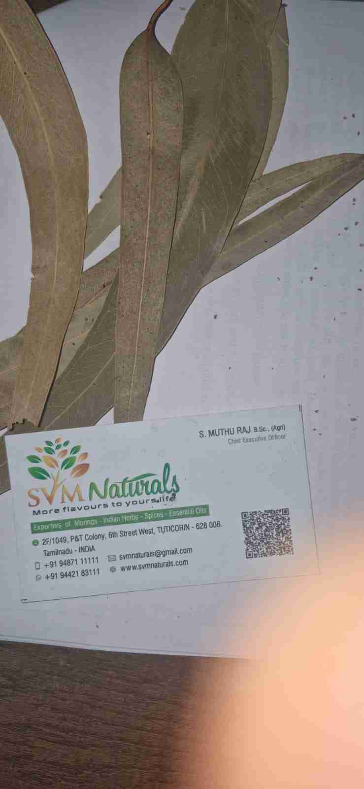 Eucalyptus Leaves