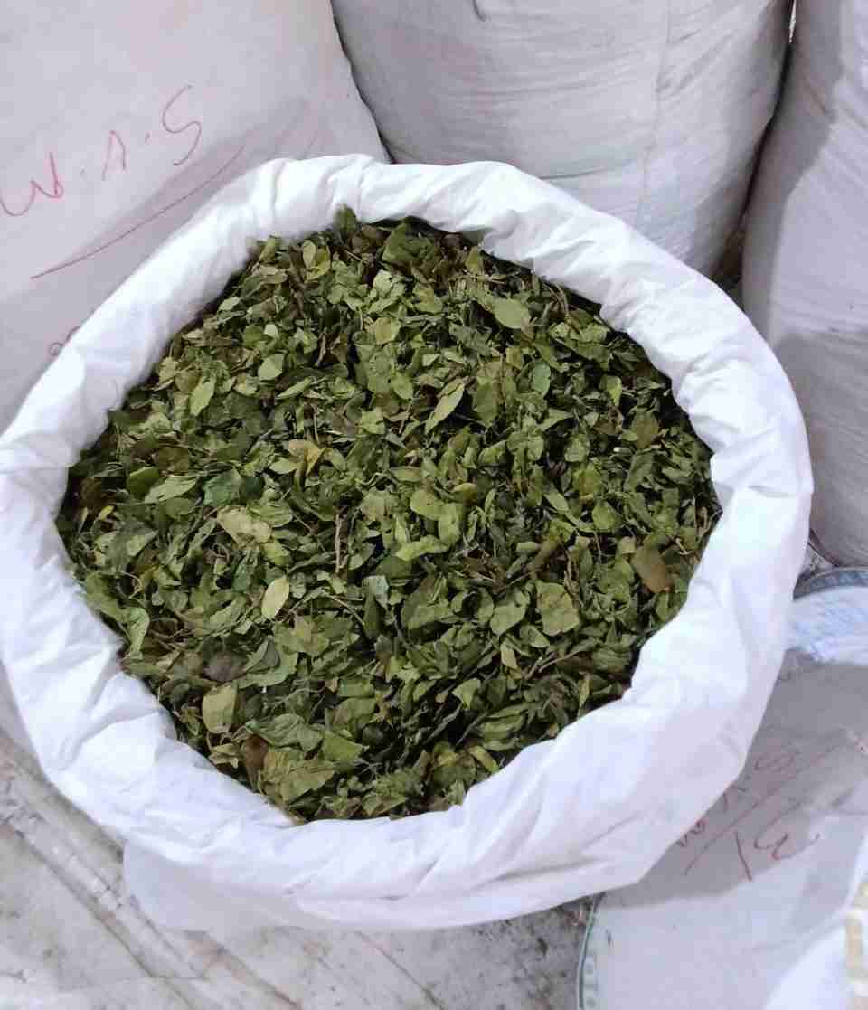 Gymnema Leaves