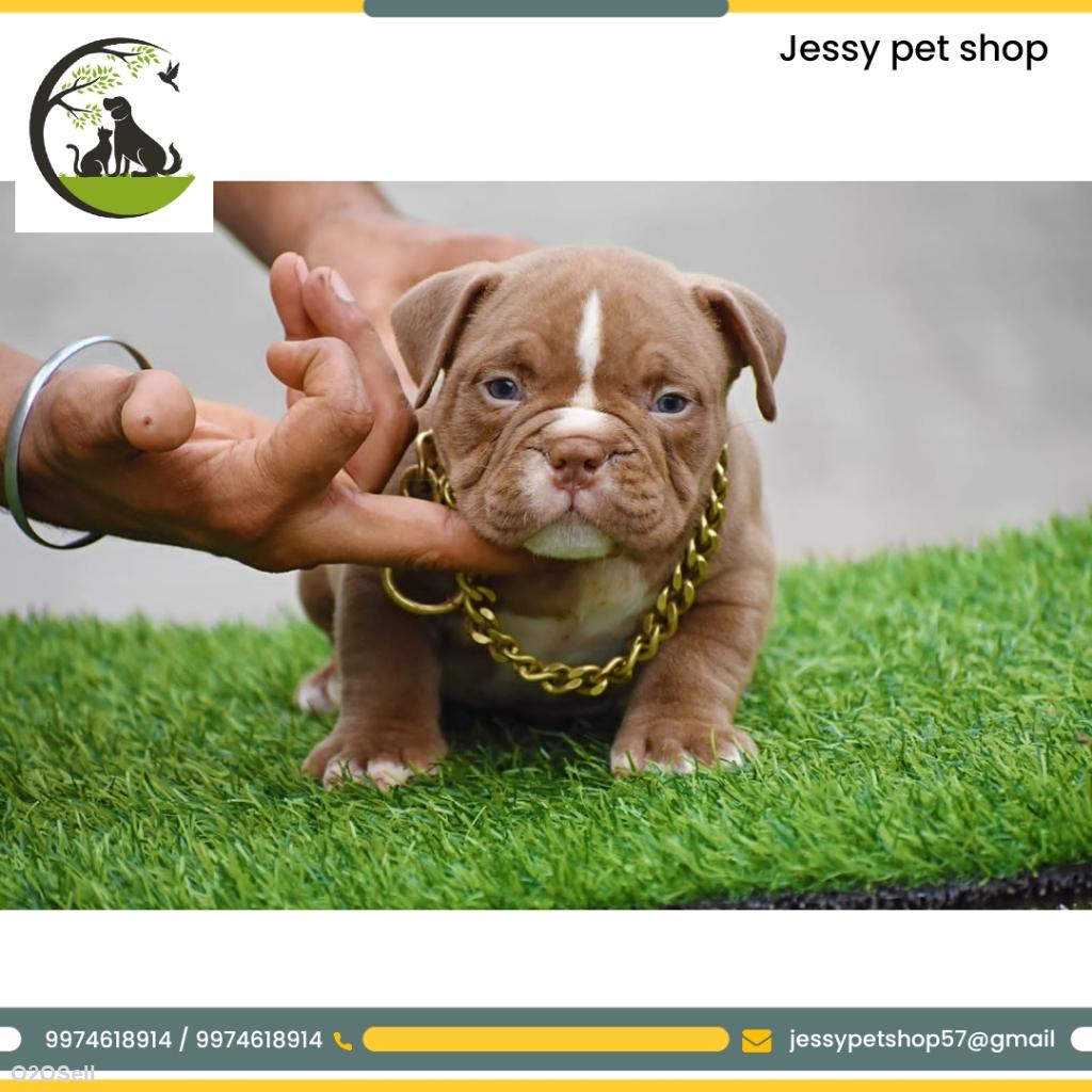 Jessy pet shop  - Cover Image