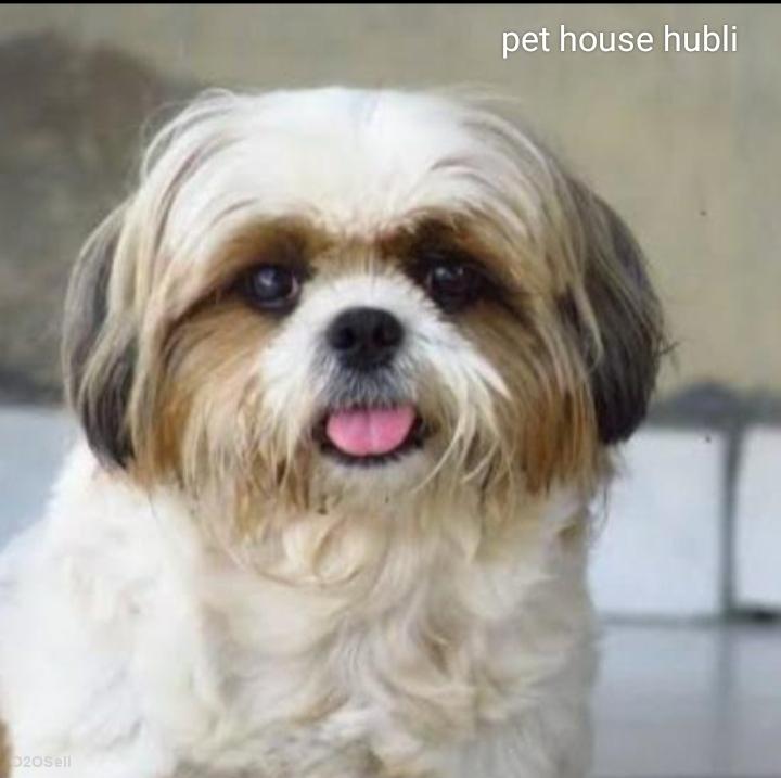 Kiran Pet House Hubli - Cover Image