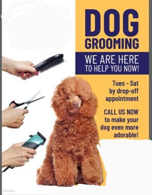 Love and care dog walking grooming and boarding  - Cover Image
