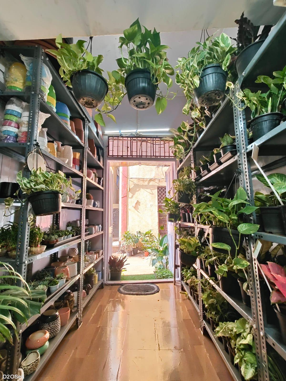 Sushwa Plant Nursery - Cover Image