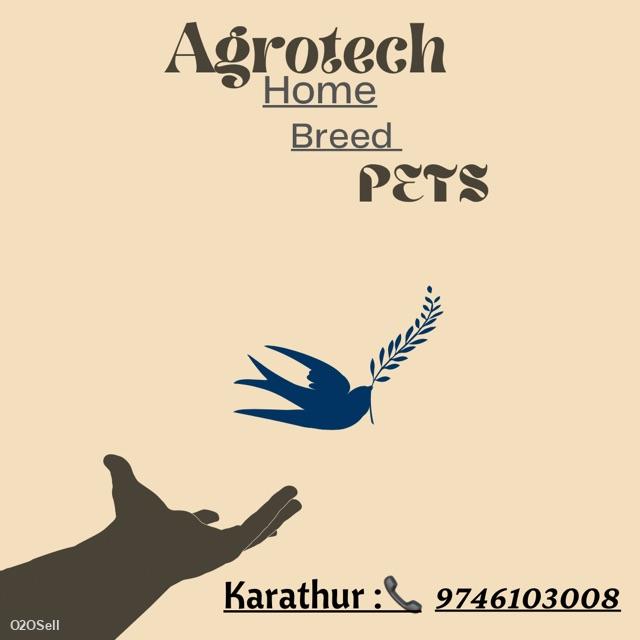 Agrotech home breed pets  - Profile Image