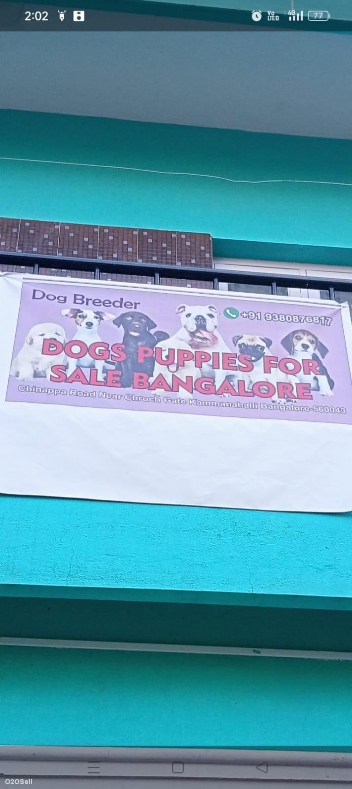 Dog puppies sale Bangalore - Profile Image