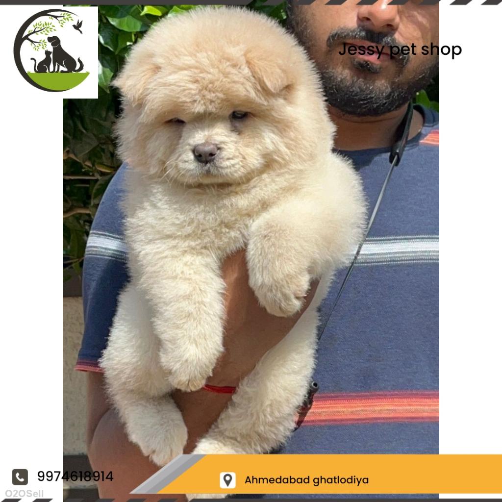 Jessy pet shop  - Profile Image